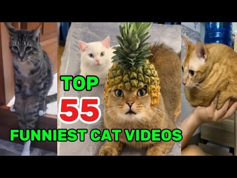 Hilarious Cat Videos: The Ultimate 2020 Compilation So Far