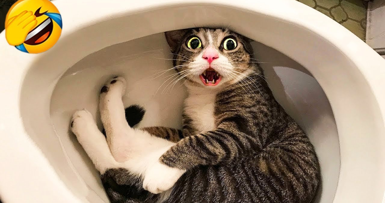 Viral Cat Videos: Talking Felines, Patty-Cake, and More